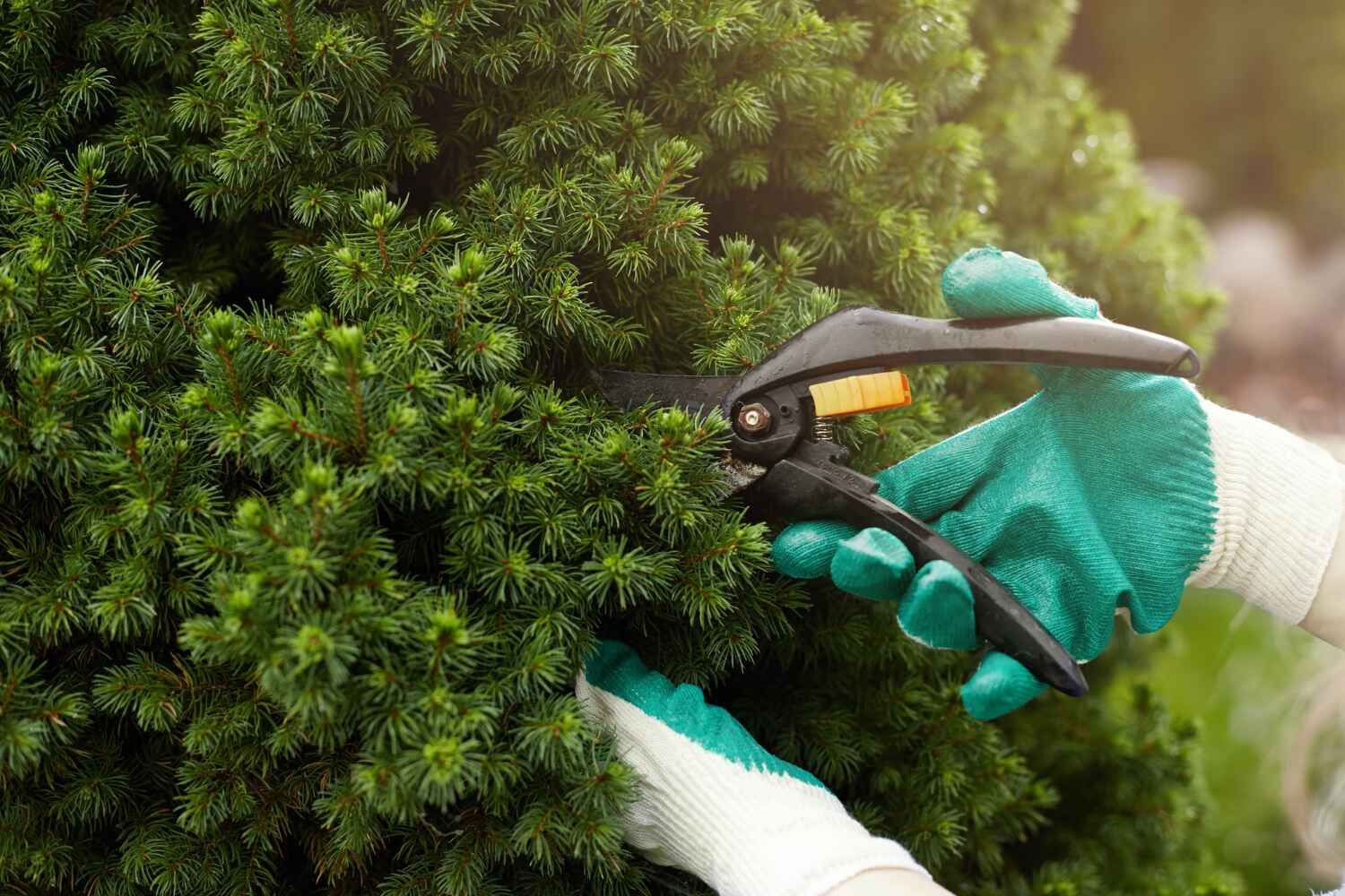 Tree Branch Trimming in Breaux Bridge, LA